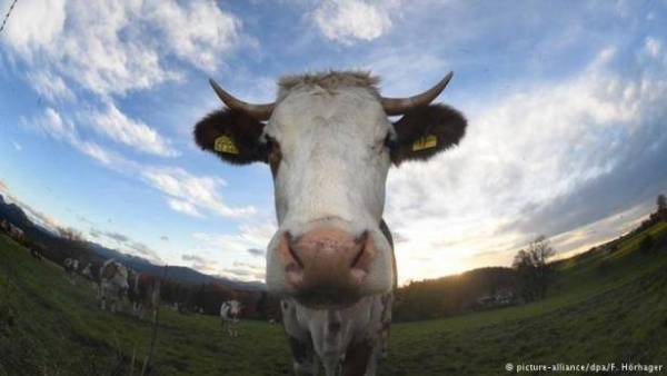 البقرة فيرونا مجددا أمام القضاء بتهمة القتل العمد