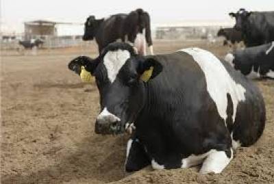 الزرقاء : ايقاف و انذار 15 مزرعة للابقار بسبب حلبها في غرف مليئة بالذباب والمياه العادمة والحشرات