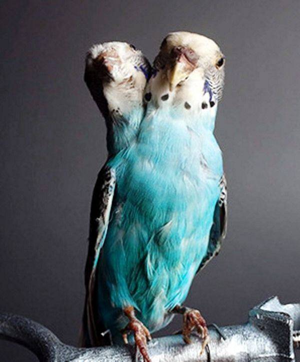 أغرب حيوانات برأسين .. صور