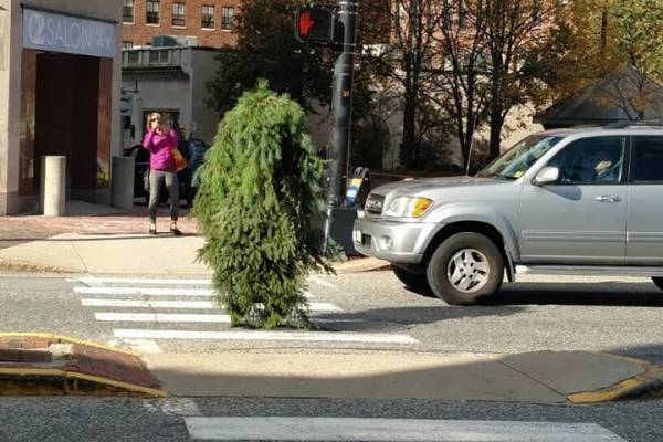 بالفيديو.. شجرة متحركة تعرقل المرور في أمريكا