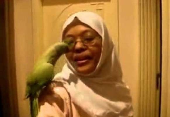 ببغاء يكشف خيانة كويتي لزوجته وتحرشه بالخادمة