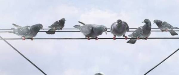 بالفيديو: الحمام يجيد القراءة!!