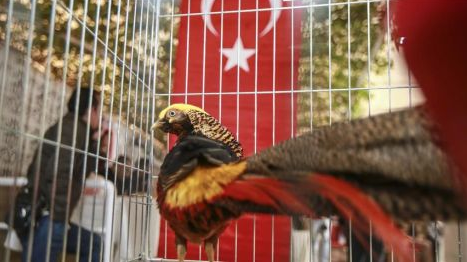 ملكة جمال للدجاج في تركيا