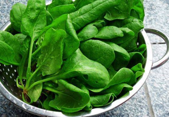 وداعاً لأجهزة كشف المتفجرات.. السبانخ ستفي بالغرض العلم يقول ذلك