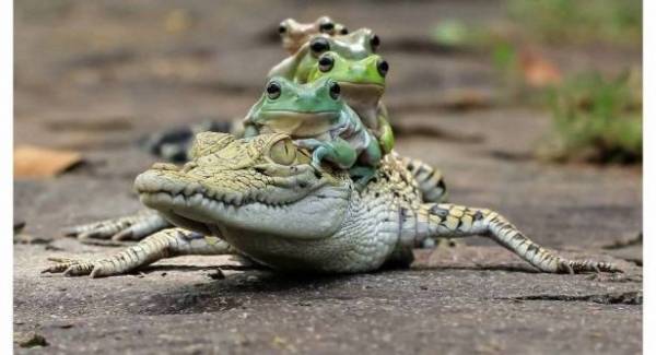 شاهد بالصور...الضفادع تستخدم التمساح كوسيلة للتنقل
