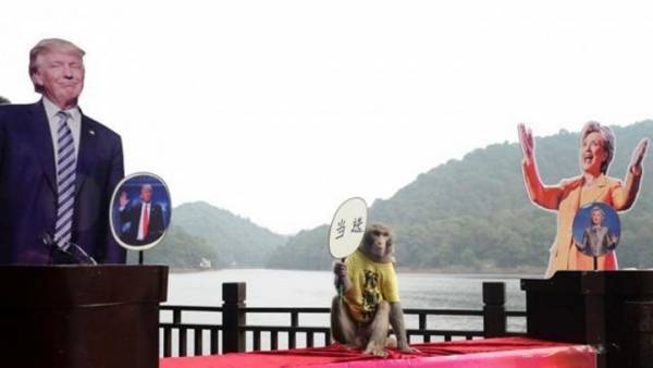 قرد صيني يتنبأ بفوز ترامب بالانتخابات الأميركية