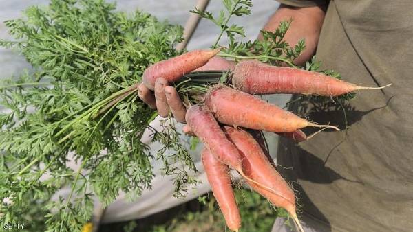 فقد خاتم زواجه.. وعثر عليه بعد 3 سنوات بمساعدة جزرة