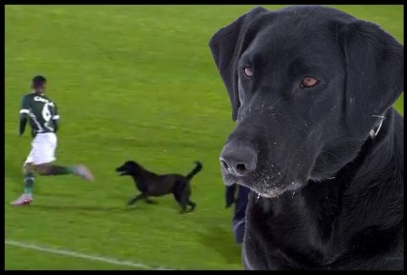 بالفيديو..زائر غير متوقع يرعب اللاعبين