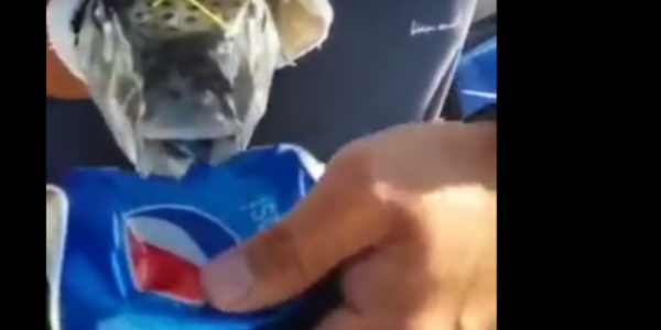 بالفيديو: سمكة عجيبة تأكل الحديد ولا تموت خارج الماء!