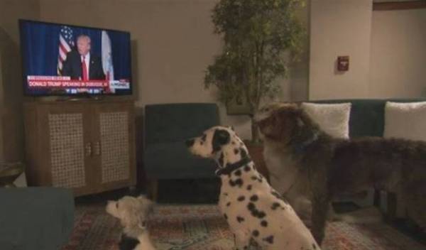بالفيديو: الكلاب تفهم كلام دونالد ترمب!!