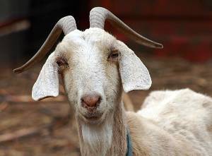 في حادثة غريبة... ماعز تقلب موازين القوى في السعودية