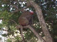 في حادثة طريفة.. قرد يستمتع بتناول علبة كوكاكولا .. شاهد الفيديو