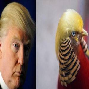 اكتشاف شبيه جديد لـ ترامب