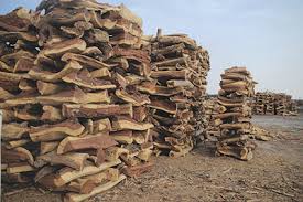 الحكومة تحذّر من بيع الحطب دون ترخيص