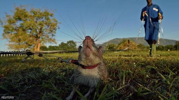 فئران إفريقية ضخمة لكشف الألغام