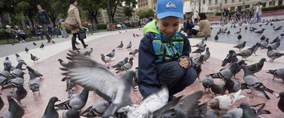 حبوب منع الحمل للحمام في برشلونة