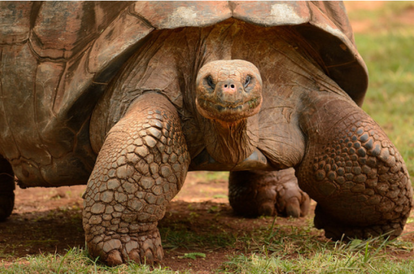 11 حيواناً لا تموت جوعاً