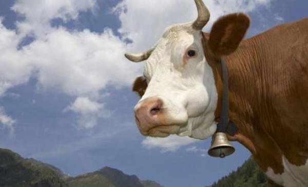 أسترالي يطعم الأبقار شوكولاتة لتحسين جودة اللحوم!