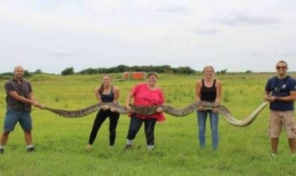 بالصور.. العثور على أضخم أفعي