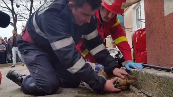 رجل إطفاء روماني يجري تنفسا اصطناعيا لكلب يحتضر