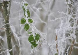 طقس بارد وصقيع وانجماد ليلاً
