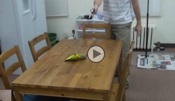 بالفيديو.. ببغاء يمتلك موهبة نادرة يمثل دور الميت