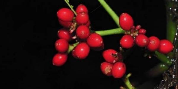 أخيراً... نبتة غريبة تقضي على السرطان في ساعات