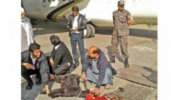 شركة طيران تذبح التيوس.. والسبب؟!