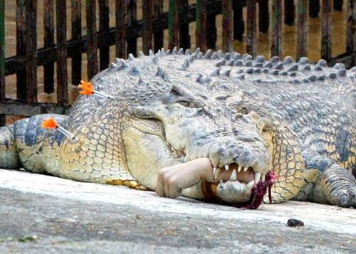 لعلاج عجزهم الجنسي .. مشعوذ نصح 3 اشقاء باغتصاب أنثى تمساح فالتهمتهم جميعاً!