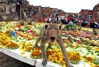 مهرجان قرود فى تايلاند: «أوبن بوفيه»  شاهد الصور