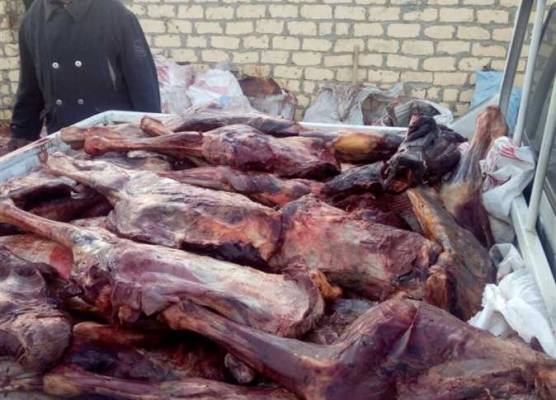 ليست المرّة الأولى .. 50 رأس حمار و 3أطنان لحوم خيول وحمير وكلاب مع تاجر مصري!!