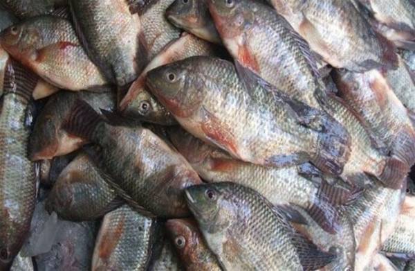 إتلاف ربع طن من الأسماك غير الفاسدة في الكورة