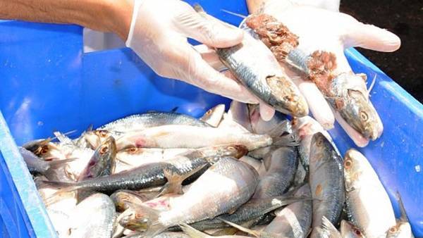 الشونة الشمالية ..إغلاق محل بالشمع الأحمر لبيعه سمكاً فاسداً