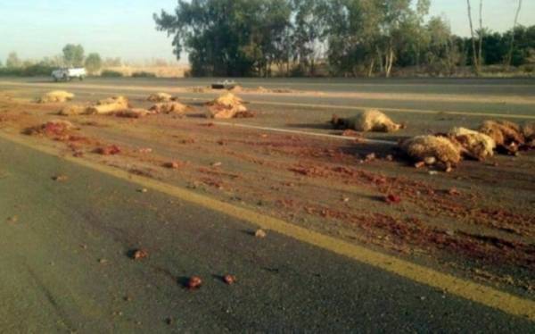 3 إصابات ونفوق 85 راسا من الأغنام بحادث في سواقه