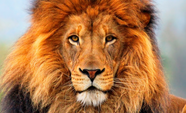 ضبط اسد داخل منزل مواطن في عمان والمحكمة تغرمه