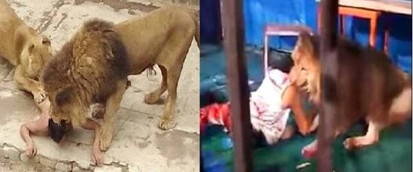 أسود الكمالية و أسود شمال عمّان(بين التحنيط و التخطيط من يُحاسب من!)