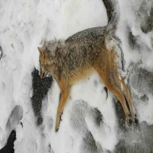 ذئاب فرت من البرد تلقى حتفها برصاص صيادين في عجلون .. صور