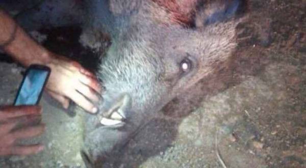 خنازير اسرائيلية تهاجم عدد من المزارع في وادي الأردن