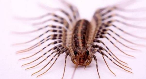 أم أربعة وأربعين تؤخر طائرة من عمان إلى لندن