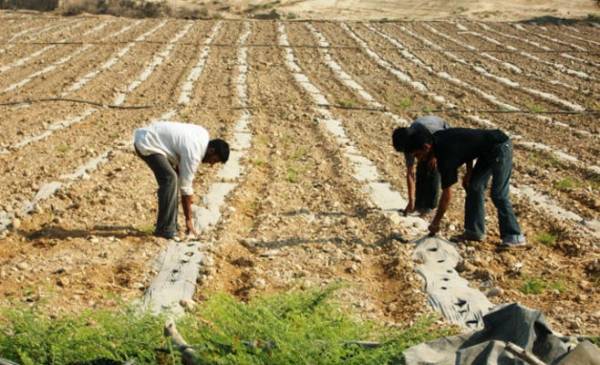 التنسيق الزراعي اجتماع استثنائي طارئ السبت