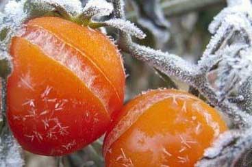 تعويض المتضررين من الصقيع