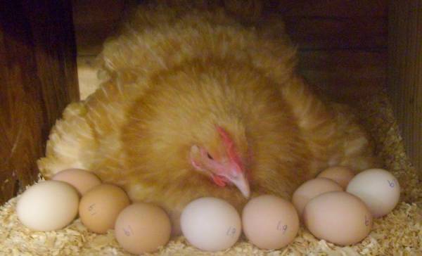 اتحاد الدواجن:لا رفع للضريبة على قطاع الدواجن والبيض