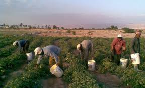 300 دينار لتجديد تصريح العمل للعامل الزراعي