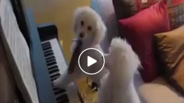 كلب يثير إعجاب الرواد بعزفه علي البيانو