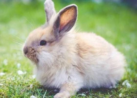 دراسة صادمة.. الارانب لعلاج السرطان