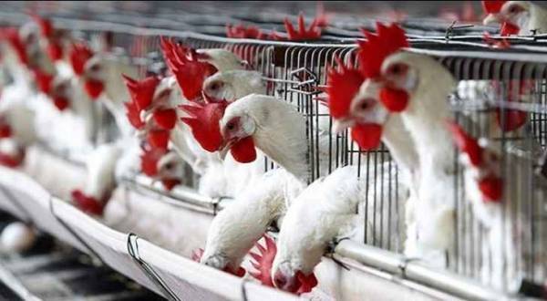 توقعات بانخفاض اسعار بيع دجاج النتافات بالأسواق المحلية