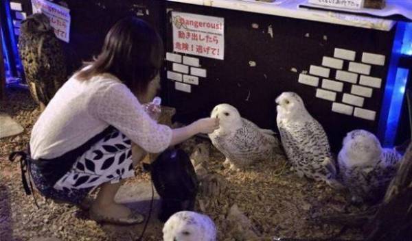 مقهى خاص للبوم في اليابان تثير الانتقادات