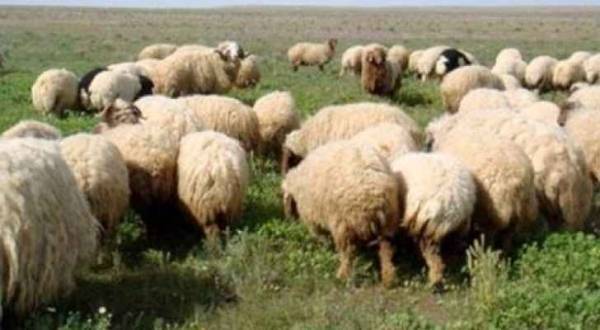 إصابة شخص ونفوق 41 رأس غنم بحادث تدهور تريلا بالزرقاء