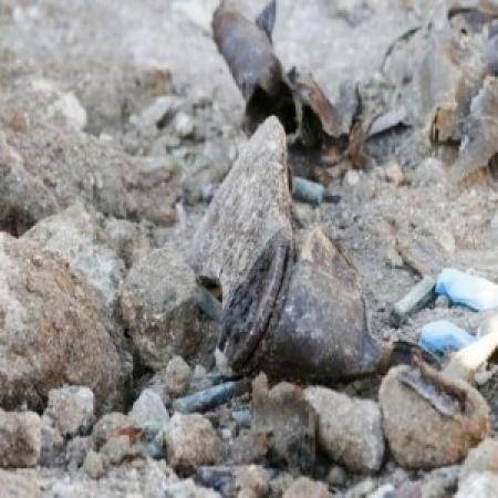 نائب يطالب بعدم استرداد رفات شهداء الجيش العربي من القدس