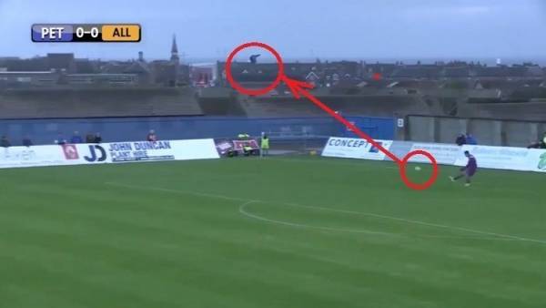 حارس مرمى يصطاد طائرا بالكرة في الهواء.. فيديو